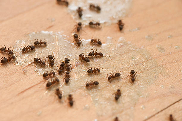 Best Termite Control Services  in Mansfield, OH